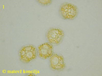 Trichia favoginea - Sporen