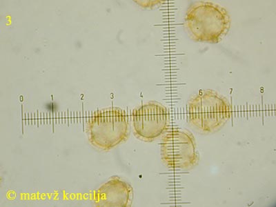 Trichia favoginea - Sporen