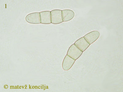 Rhopographus filicinus - Sporen