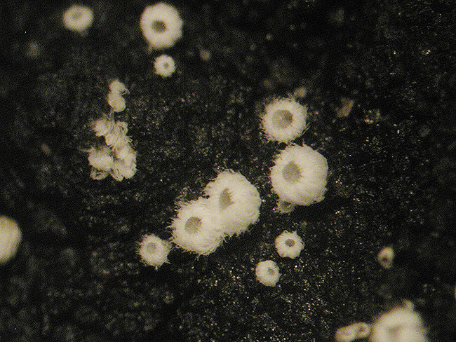Flagelloscypha minutissima - Kleinstes Geisselhaarbecherchen