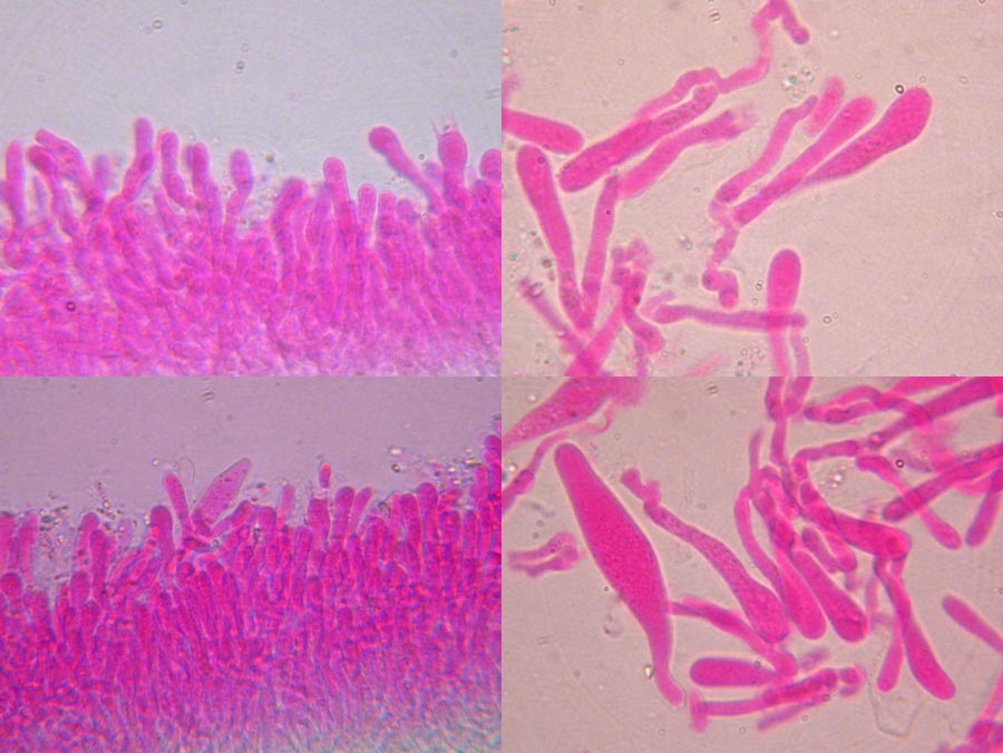 Flammulina elastica - Basidien, Pleurozystide