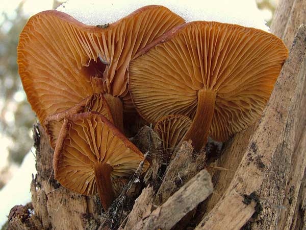 flammulina velutipes