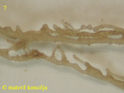 Lycogala flavofuscum - Pseudocapillitium