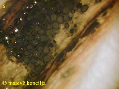 Eutypa flavovirens - Perithezien