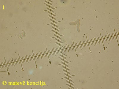 Eutypa flavovirens - Sporen