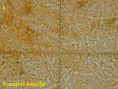 Eutypa flavovirens - Sporen