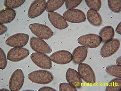 Panaeolina foenisecii - Sporen