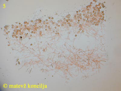 Tremella foliacea - Schnittfläche