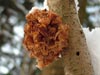 tremella foliacea