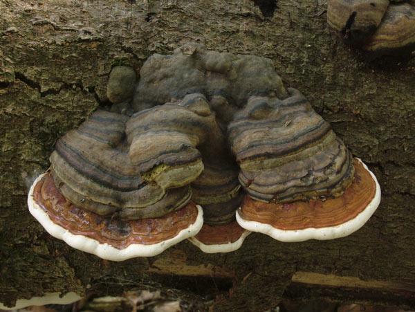 fomes fomentarius