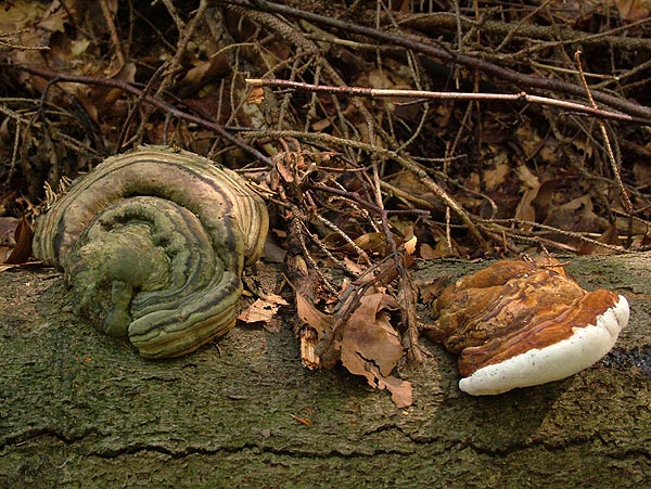 fomes fomentarius