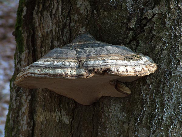 fomes fomentarius