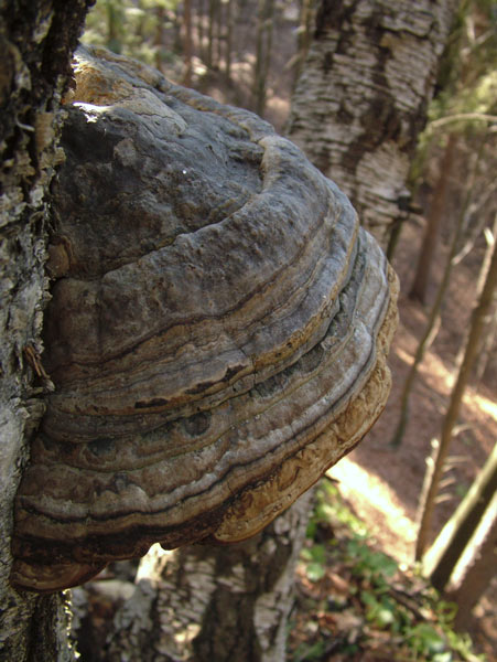 fomes fomentarius