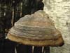 fomes fomentarius