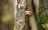 fomitopsis pinicola