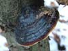 fomitopsis pinicola