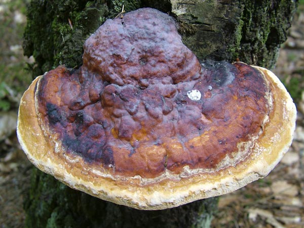 fomitopsis pinicola