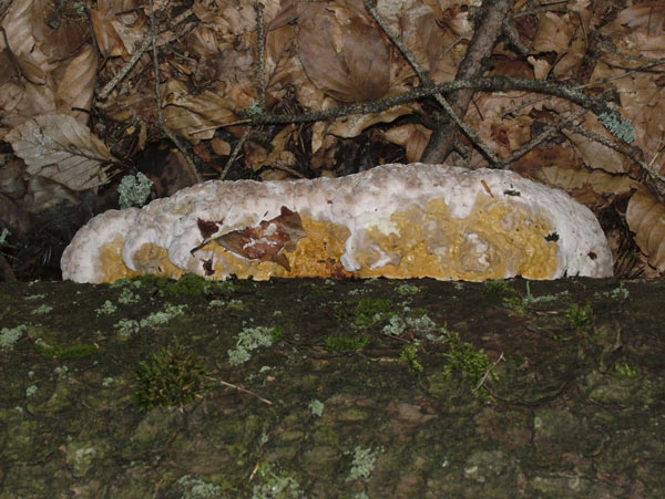 fomitopsis pinicola