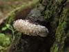 fomitopsis pinicola