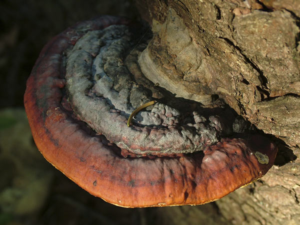 fomitopsis pinicola