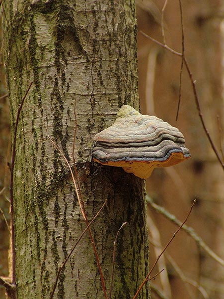 Rotrandiger Baumschwamm