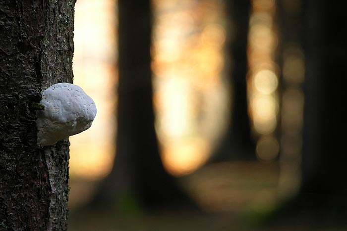 Fomitopsis pinicola