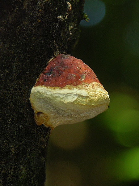 Rotrandiger Baumschwamm