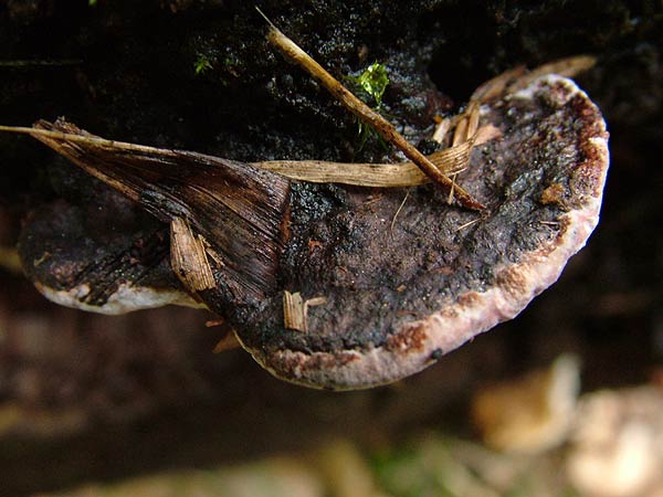 fomitopsis rosea