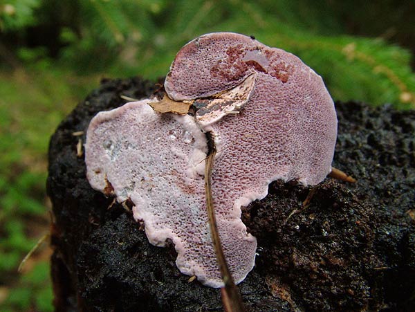 Rosenroter Baumschwamm