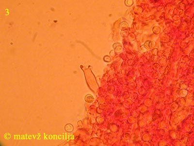Dentipellis fragilis - Basidie