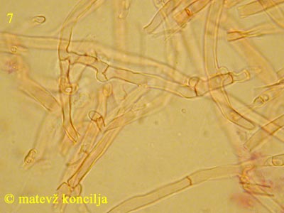 Dentipellis fragilis - Hyphen