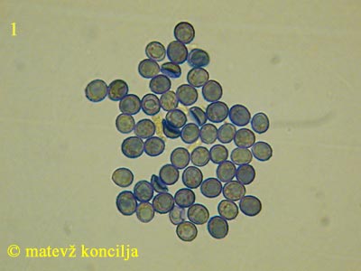 Dentipellis fragilis - Sporen