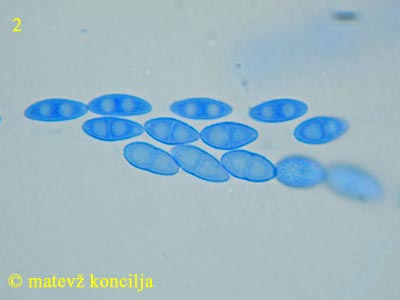 Nectria fuckeliana - Sporen