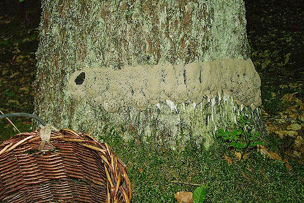 Fuligo septica