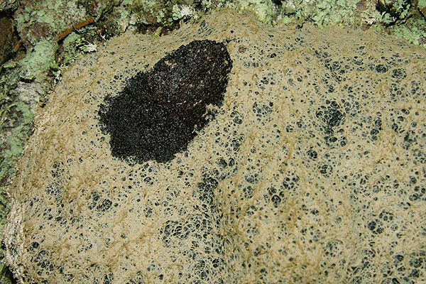 Fuligo septica