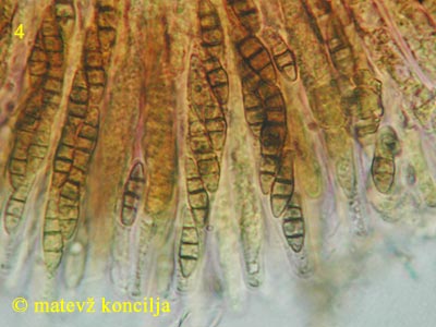 Melanomma fuscidulum - Asci