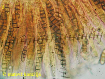 Melanomma fuscidulum - Asci