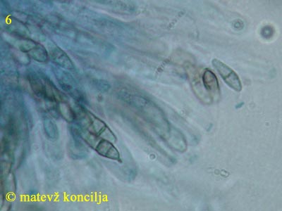 Melanomma fuscidulum - aski