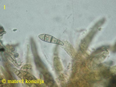 Melanomma fuscidulum - Ascospore