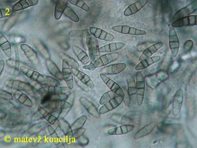 Melanomma fuscidulum - Ascosporen