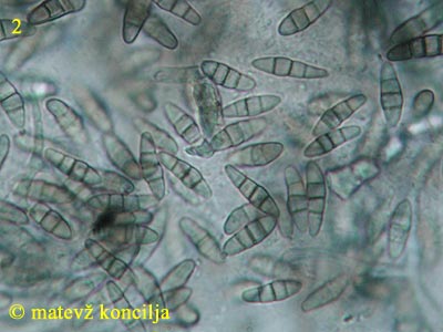 Melanomma fuscidulum - askospore