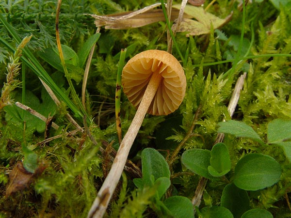 galerina clavata