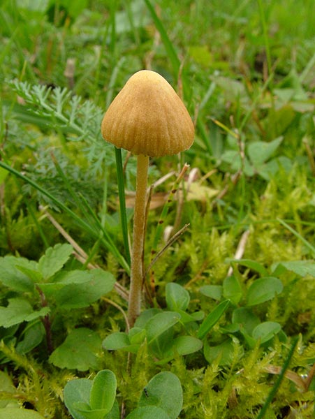 galerina clavata