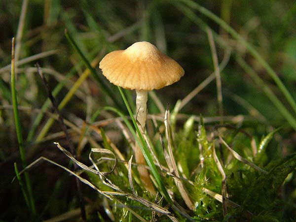 galerina laevis