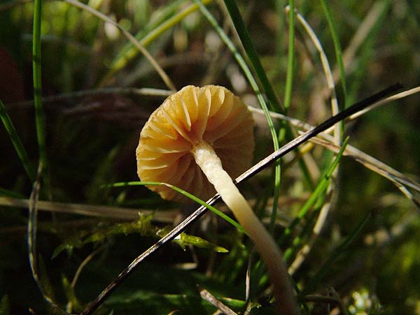 galerina laevis