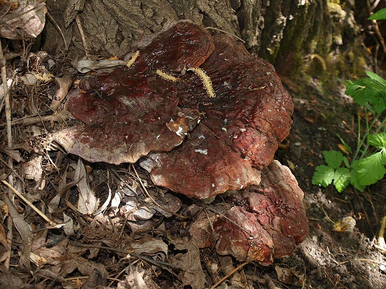 Ganoderma resinaceum - smolena pološčenka
