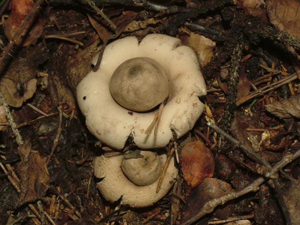 geastrum fimbriatum