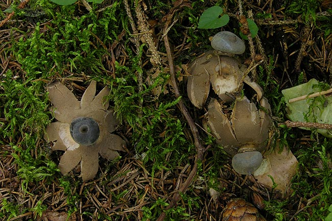 geastrum pectinatum