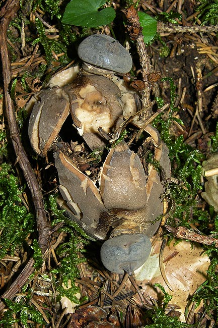 geastrum pectinatum