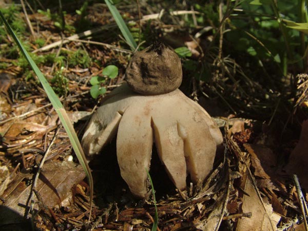 geastrum rufescens